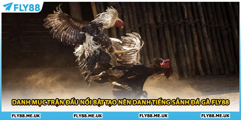 Danh mục trận đấu nổi bật tạo nên danh tiếng sảnh đá gà FLY88