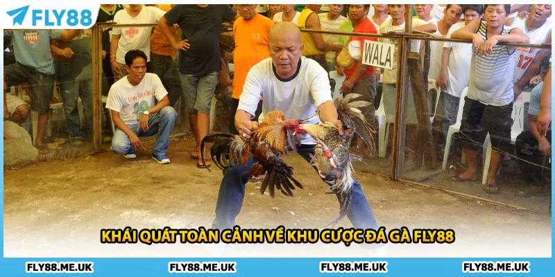 Khái quát toàn cảnh về khu cược đá gà FLY88